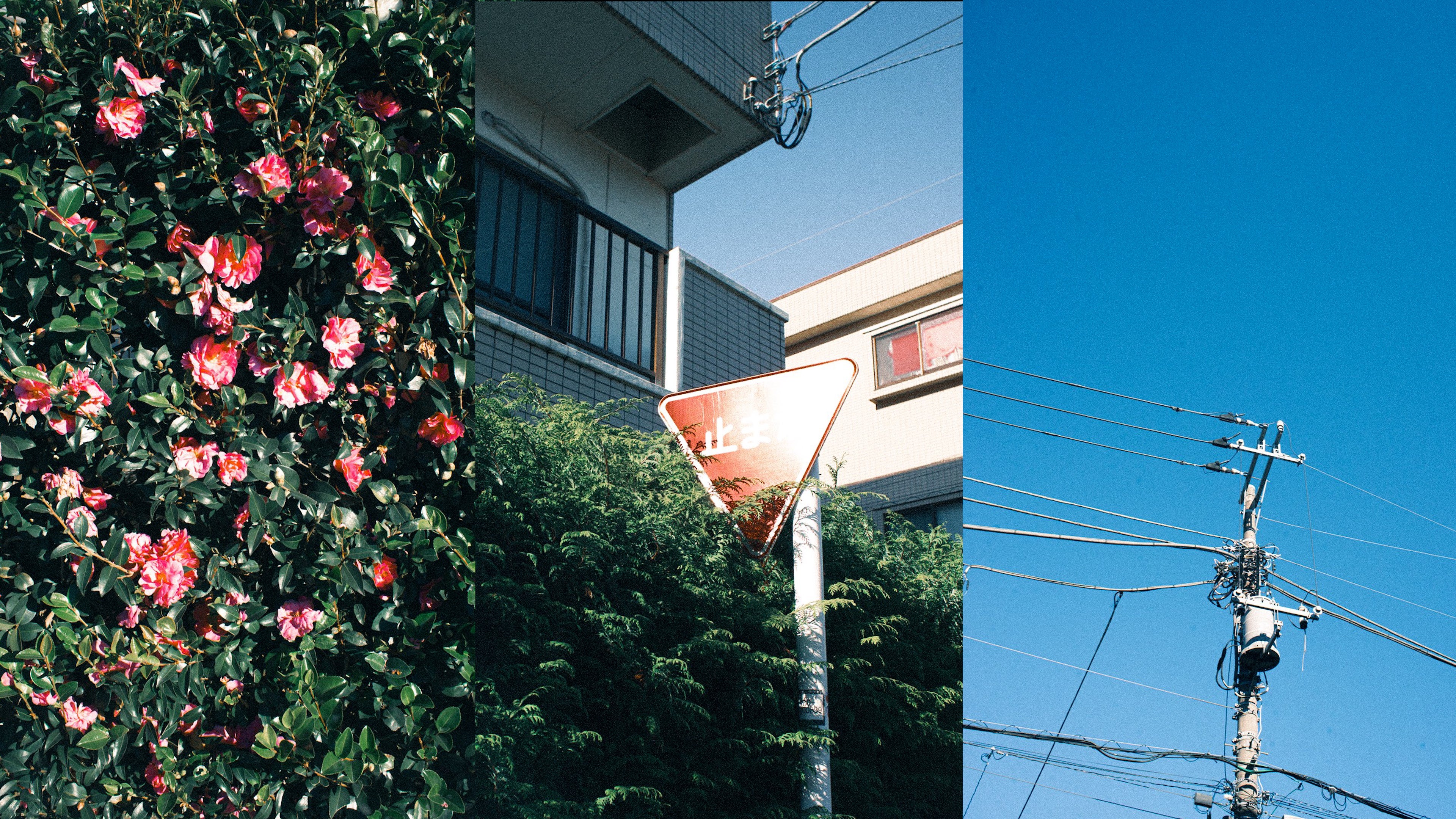 Nikon D600の作例➁